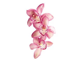 Door stickers Orchid Pink orchids  isolated on  white