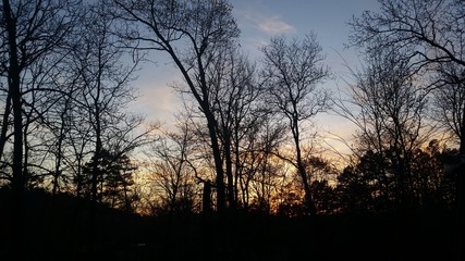 Sunset over forest