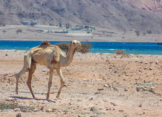 Two Camels traveling in the desert / Two Camels traveling in the desert of Sinai, Egypt. Landscape with the sea and the mountains in the background. Traveling Adventure. 