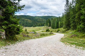 Unpaved Mountain Road Through a Forest and Cloudy Sky