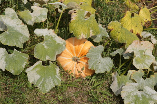 Plant de courges 
