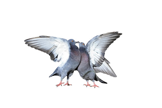 a pair of rock pigeons cooing and kissing spread its wings and feathers on white isolated background