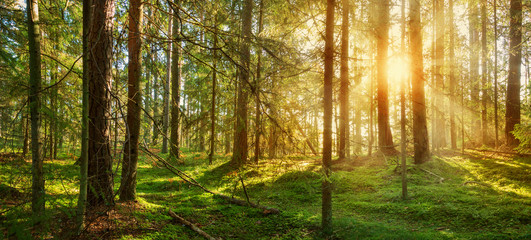Fototapeta na wymiar Lahemaa national park forest in september. Fir tree woods in early morning with beautiful sunlight