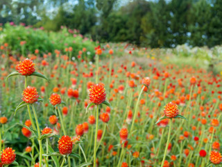 Field of Gomphrena Flowers
