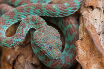 Close up Venus' Pitviper snake