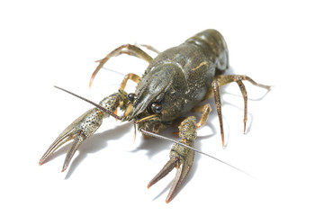 alive crayfish isolated on white background