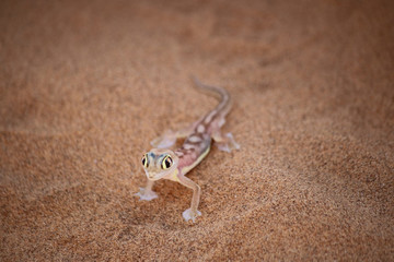 Namib sand gecko - web-footed gecko - lizard - Wüstengecko - Namibgecko - Pachydactylus rangei - animal in the african desert