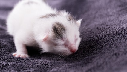 One day old white cat with tabby spots rests