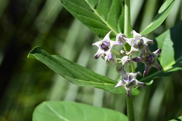 Purple crown flower (Calotropis gigantea)