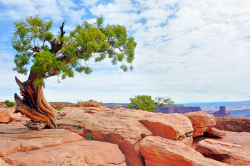 Juniper in Rock