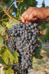 Grapes harvest. Dirty farmer's hand cutting a bunch of red grapes