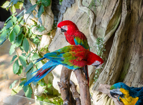 Green-winged macaw sitting on a branch 