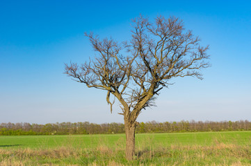 Fototapeta na wymiar Lonely acacia tree against blue cloudless sky at early spring season in Ukraine