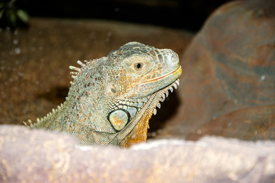 green iguana peeking from behind a rock