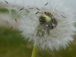 Pusteblume im Wind