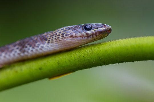 Close up Blue Krait snake