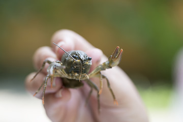Nature Concept. Woman's hand holds alive crayfish