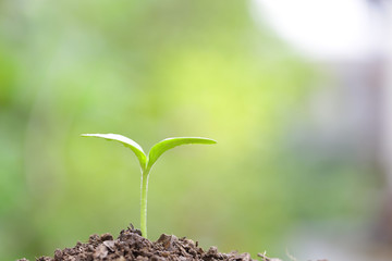 growing plants