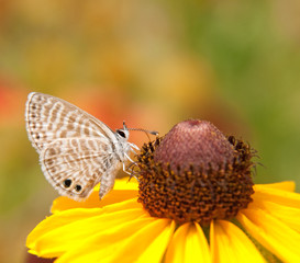 Fototapeta premium Tiny marine Blue butterfly feeding on a Black-eyed Susan flower