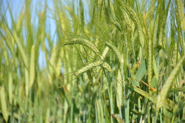 Espiga de cebada. Hoja de cebada.