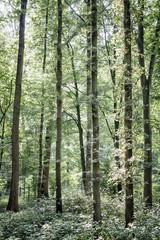 Obraz premium Tall tree tops with green leaves in a forest