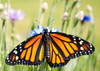 Newly emerged Monarch butterfly drying its wings on a blue Cornflower