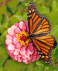 Dorsal view of a female Monarch butterfly, Danaus plexippus, feeding on a pink flower