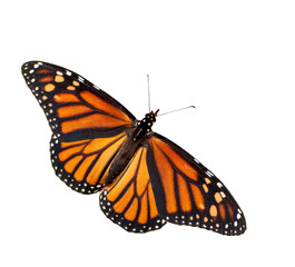 Naklejka premium Kobieta Monarch Butterfly na białym tle