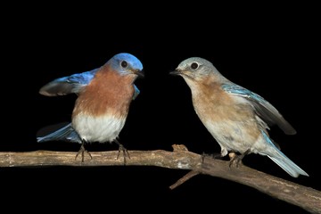 Pair of Eastern Bluebird on Black