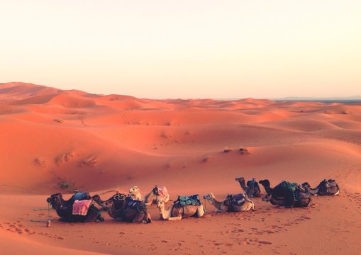 Herd of camels in desert against clear sky