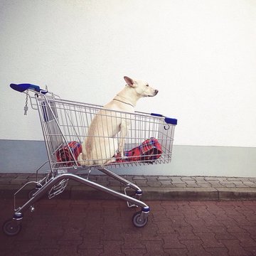 Dog In Shopping Cart