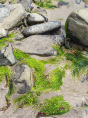 Fototapeta na wymiar alga covered stones on an irish beach