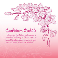Cymbidium Orchids vector on brown background.Cymbidium Orchids set by hand drawing.