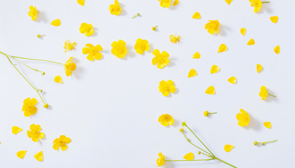 yellow buttercups on white background