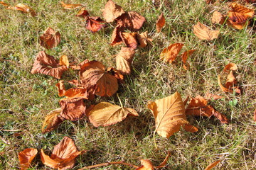 Feuilles mortes sur pelouse