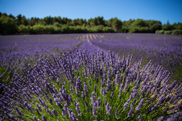 Obraz premium lavender 