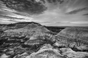 Petrified Forest Black and White