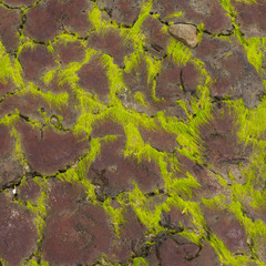 alga covered stones on an irish beach