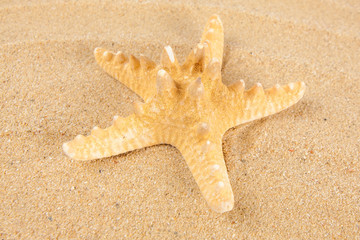 Fototapeta na wymiar Beautiful starfish on the beach.