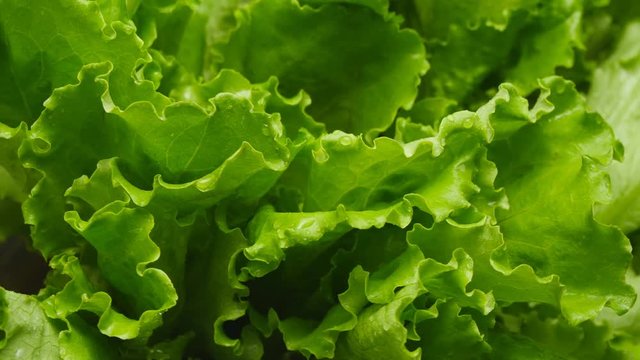 Close-up of salads leaf