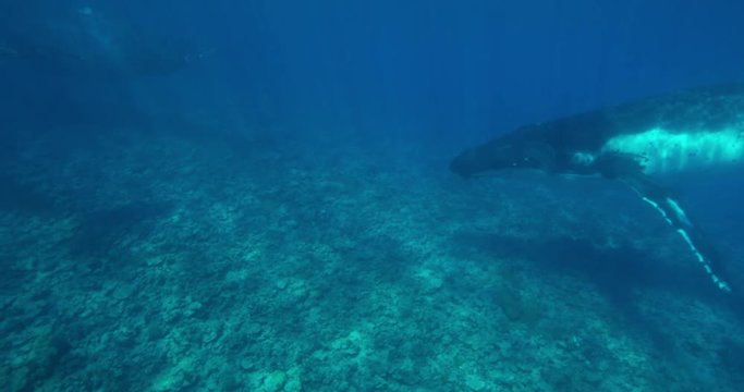 Underwater view of humpback whales swimming in ocean