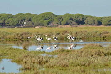 paisajes de aves y marisma en las salinas 