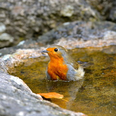 Robin in the water