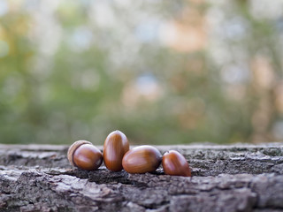 Oak acorns dried