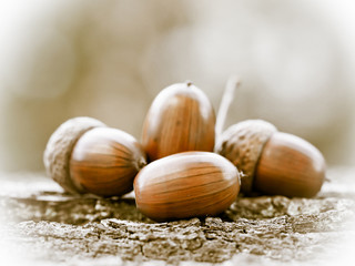 Oak acorns dried