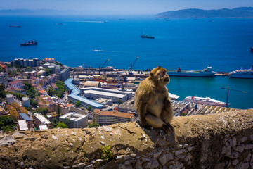 Monkey in Gibraltar