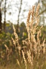 Fototapeta premium Gras im Herbst