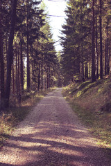 Obraz premium Weg in einem Teil des Schwarzwaldes