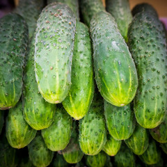 Pile of fresh green cucumbers