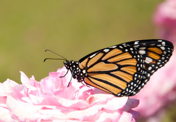 Danaus plexippus, Monarch butterfly, on a pale pink rose